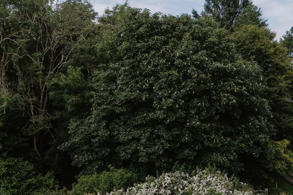 The Fragrant Garden