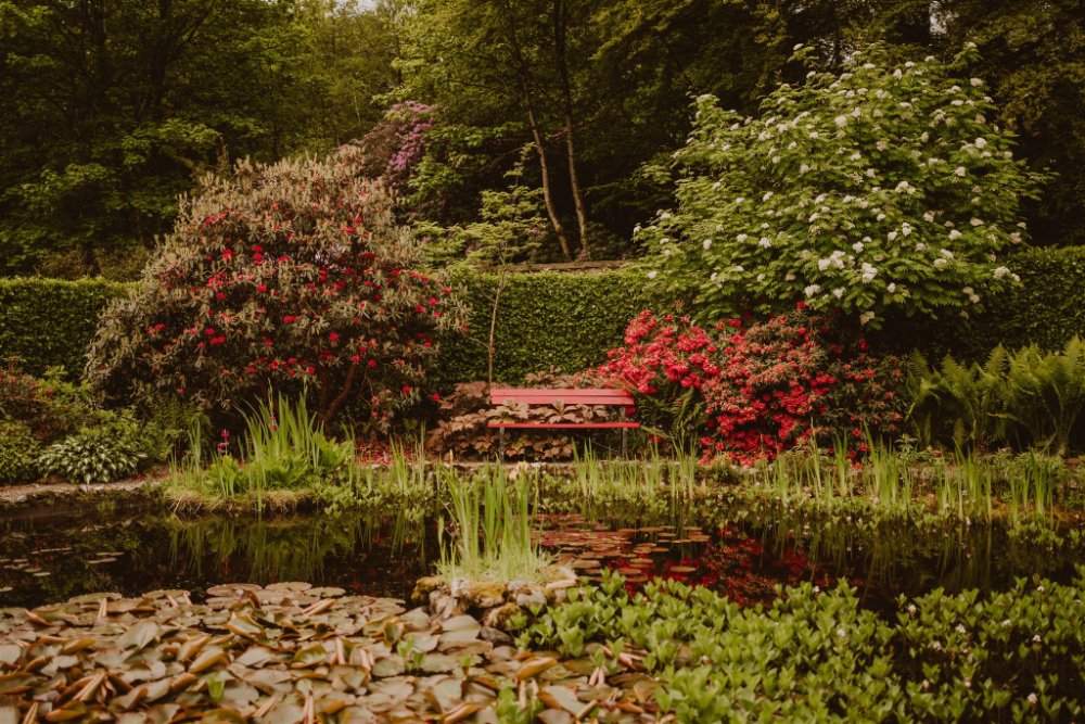 The Lily Pond